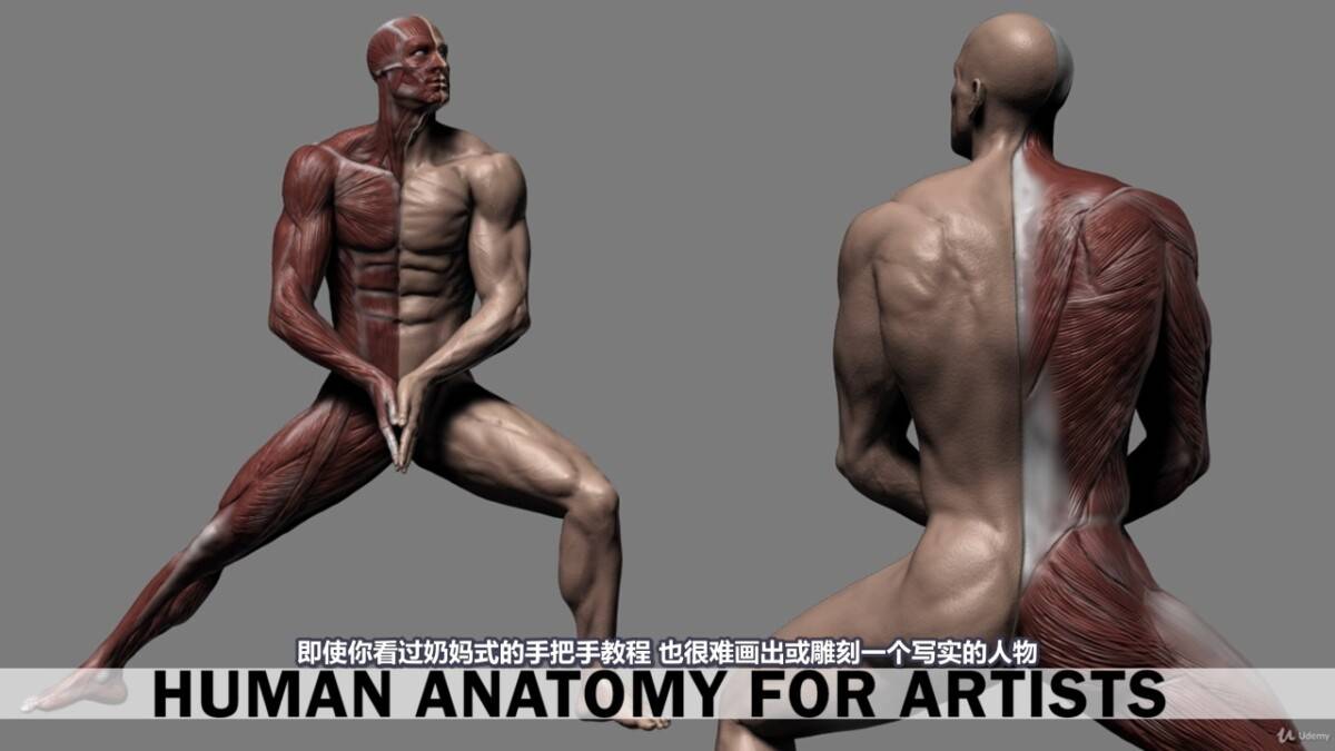 【R站译制】中文字幕 《藝用人體解剖學》人物角色绘画、建模、雕刻必备硬核姿势 Human Anatomy for Artists 视频教程 - R站|学习使我快乐！ - 3